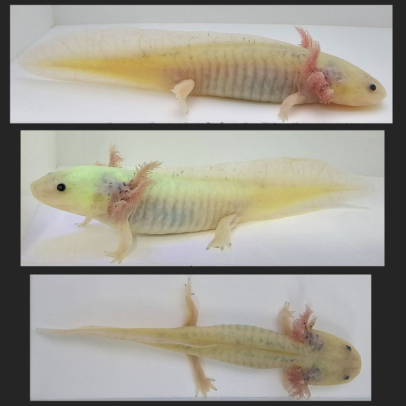 GFP Leucistic Axolotl
