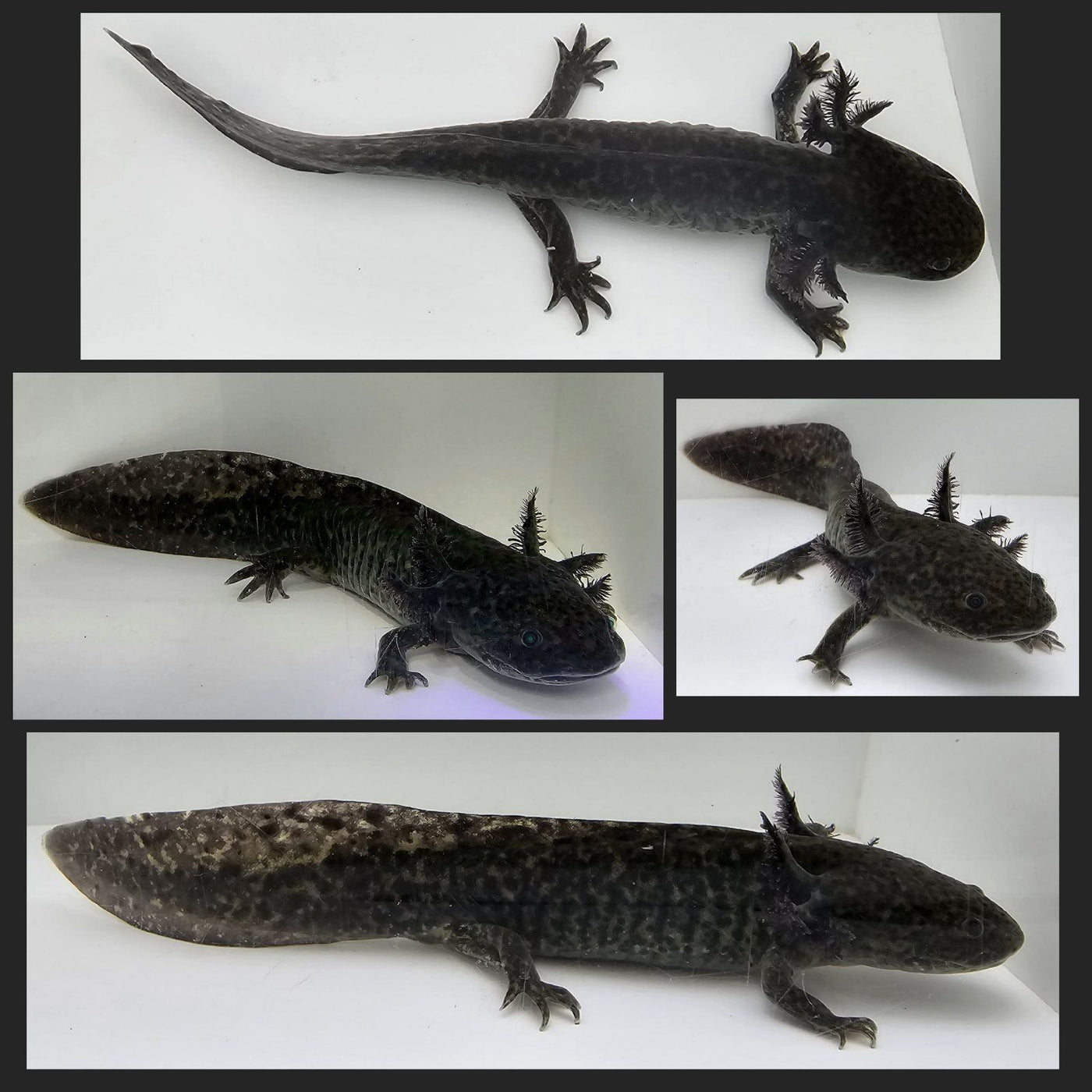 GFP Wild-Type Axolotl