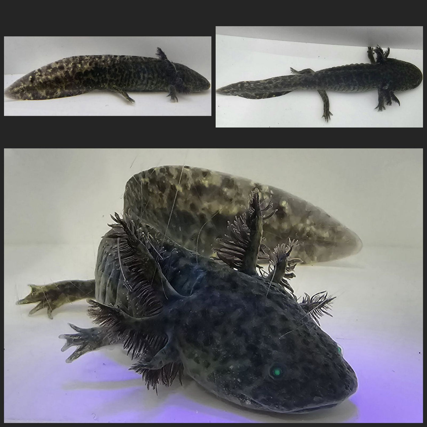 GFP Wild-Type Axolotl