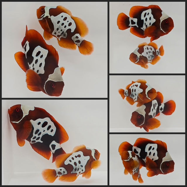 Clownfish Bonded Pair Gold Lightning Maroon