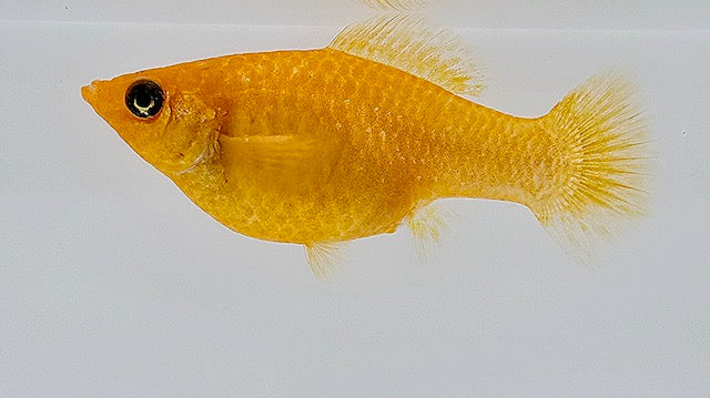 Gold Molly