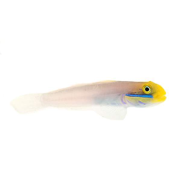 Golden Head Sleeper Goby