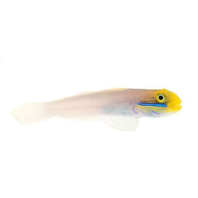 Golden Head Sleeper Goby