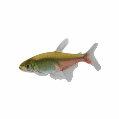 Green Fire Tetra