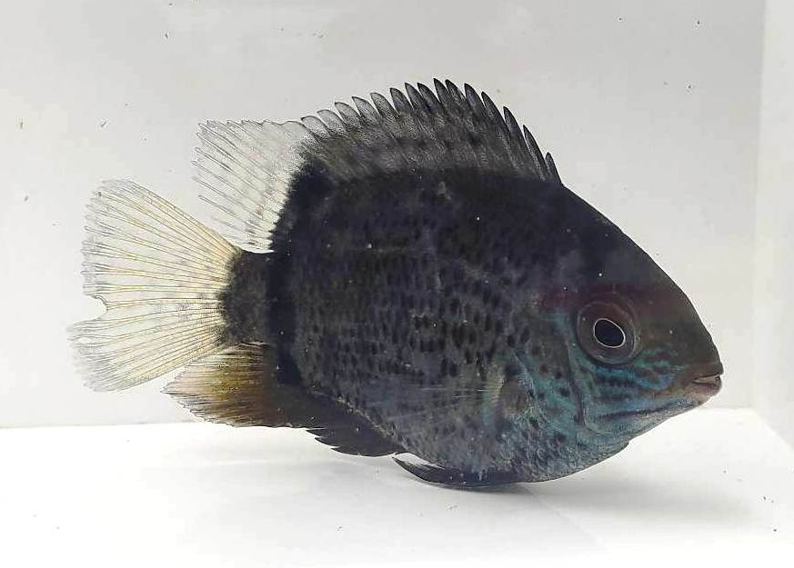 Green Severum