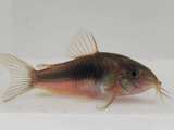 Green Cory Catfish