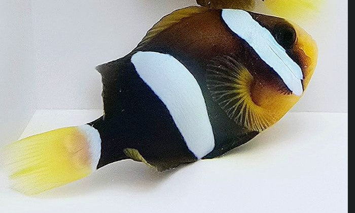 Clownfish Half Black Clarkii