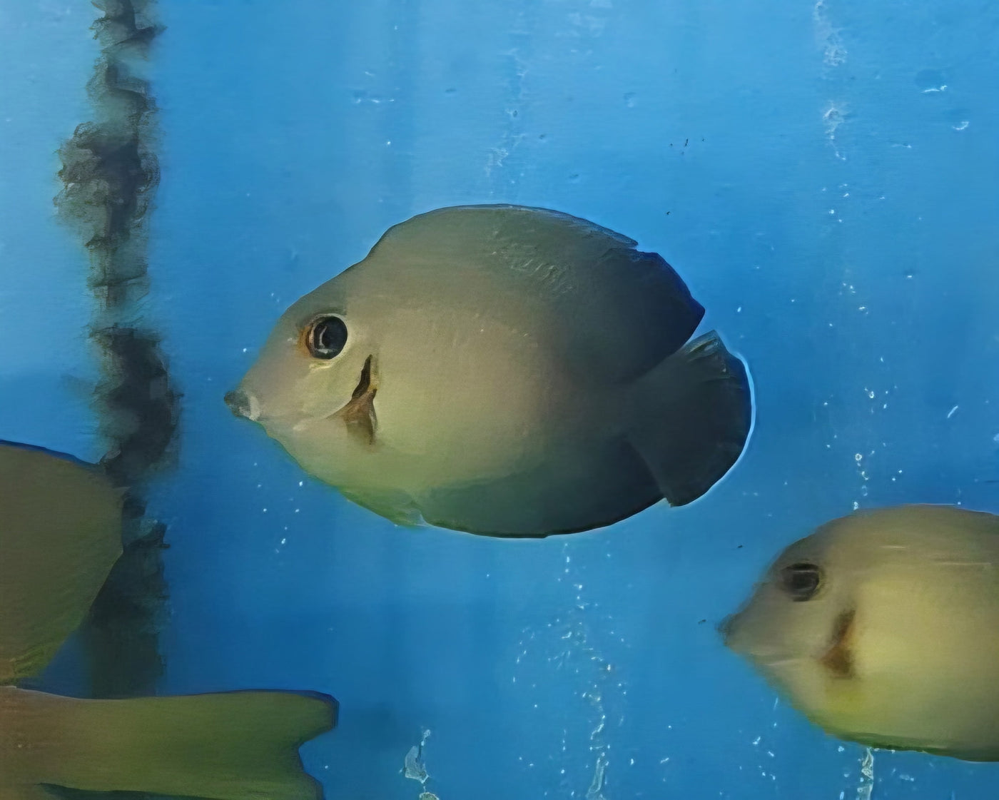 Half Black Mimic Tang