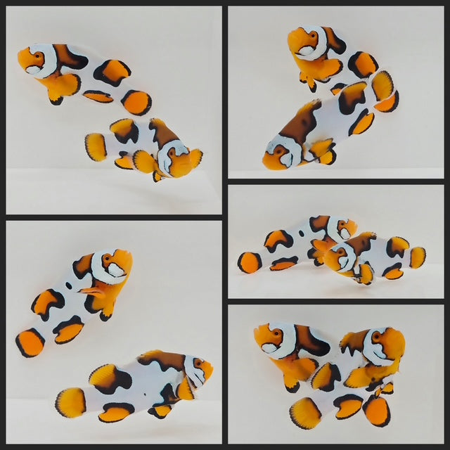 Clownfish Bonded Pair Helmet Onyx Picasso (Southeast Asian Aquacultured)