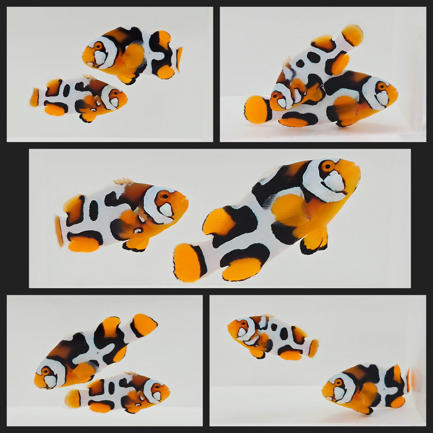 Clownfish Bonded Pair Helmet Onyx Picasso