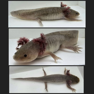 Hypomelanistic Axolotl