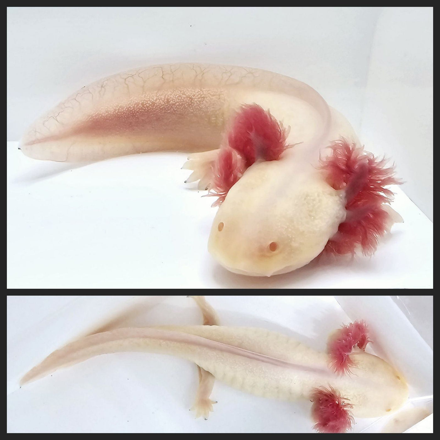 Hypomelanistic Axolotl