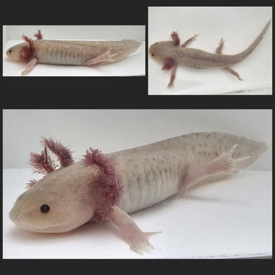 Hypomelanistic Axolotl