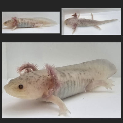Hypomelanistic Axolotl