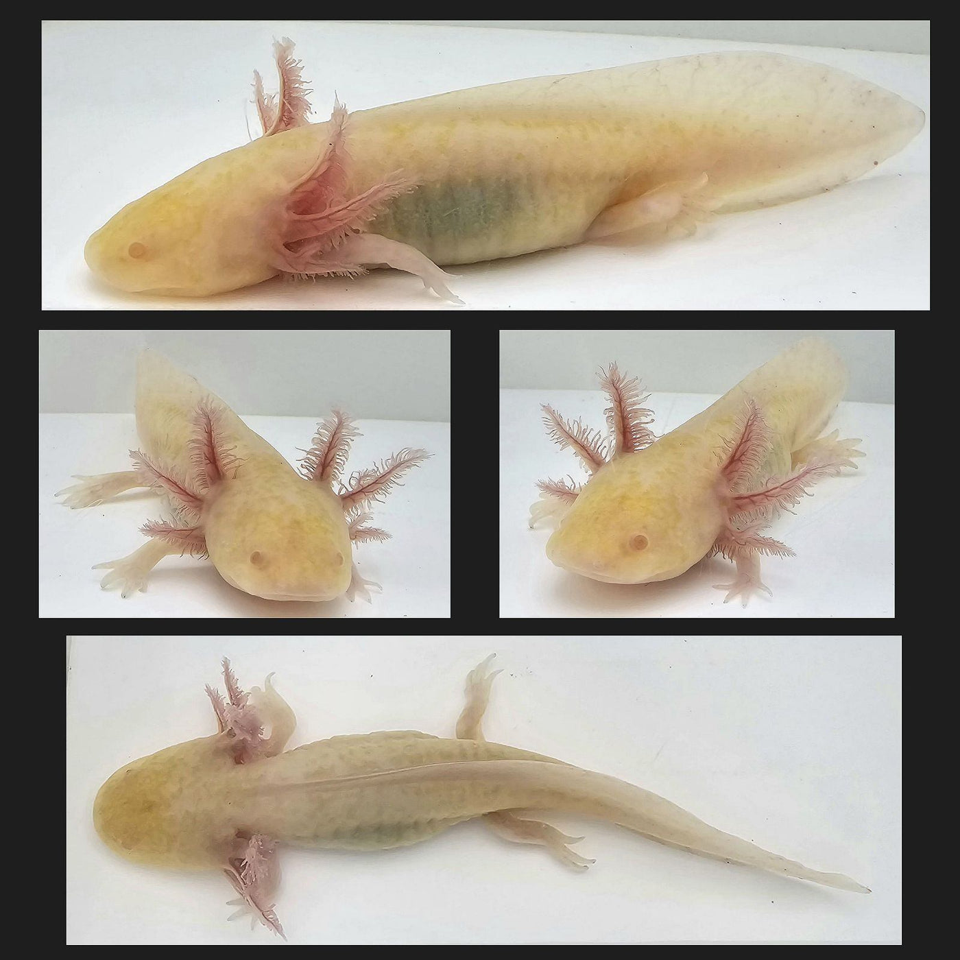 Hypomelanistic Axolotl