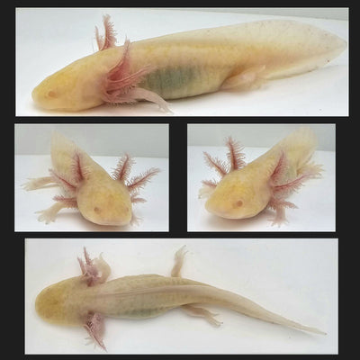 Hypomelanistic Axolotl