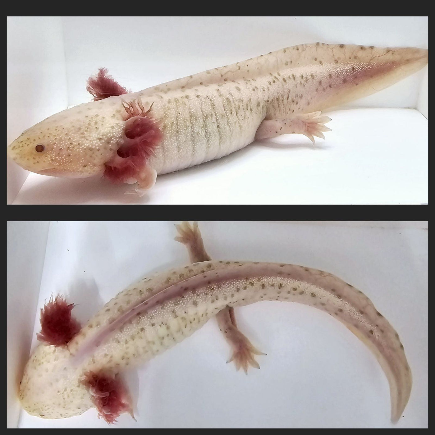 Hypomelanistic Male Axolotl