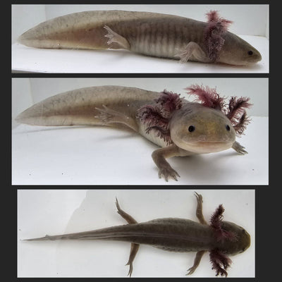 Hypomelanistic Axolotl