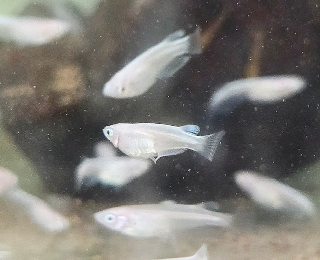 Japanese Rice Fish Platinum