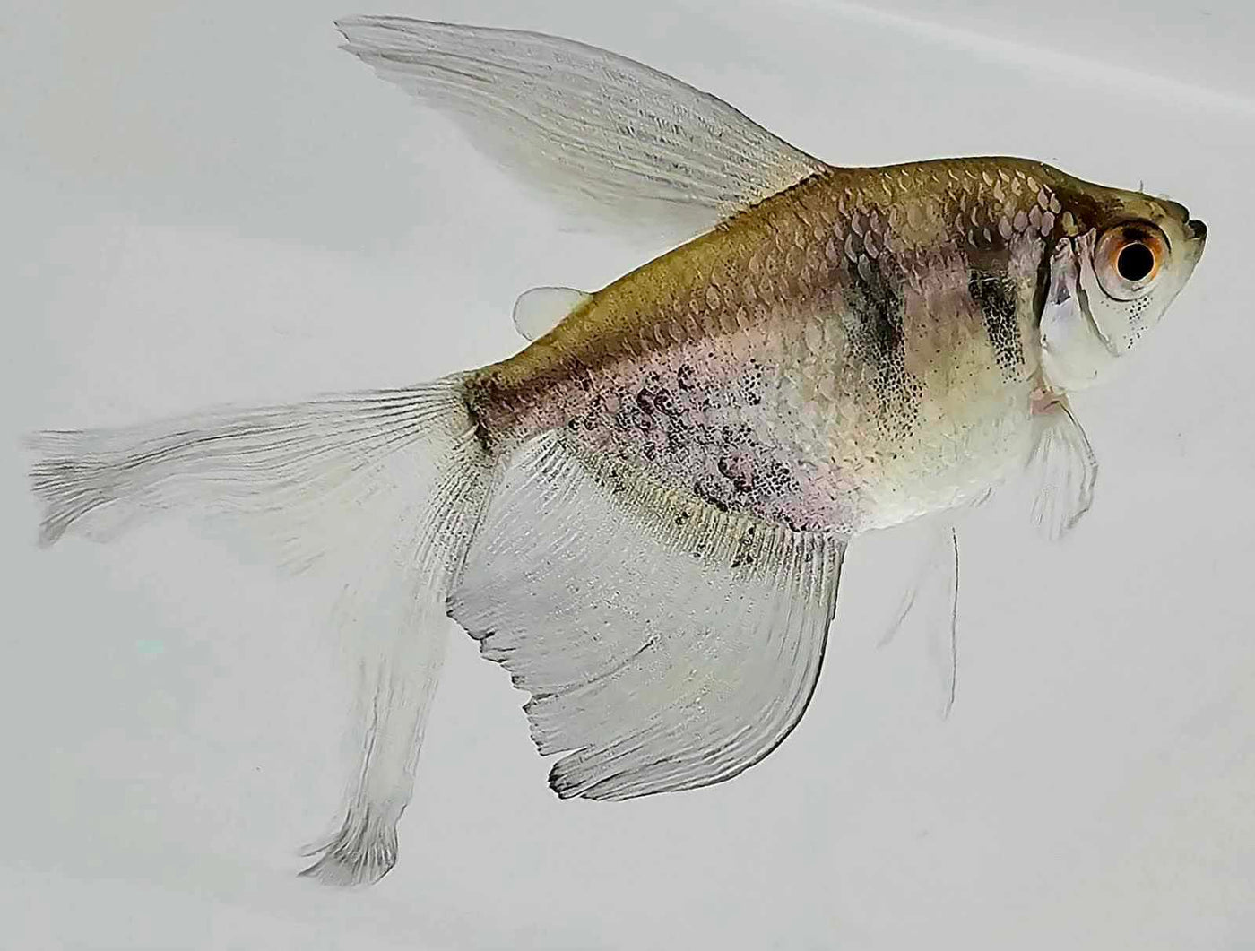 Longfin Black Skirt Tetra