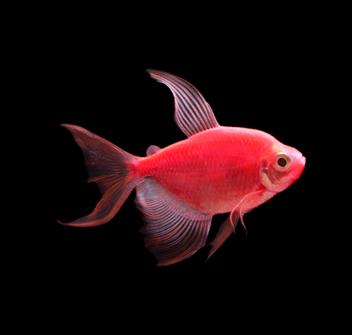 Starfire Red Longfin GloFish Tetra