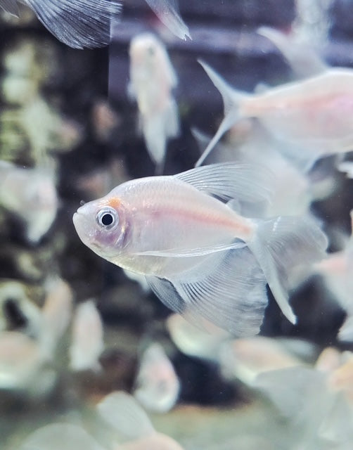 Longfin White Skirt Tetra