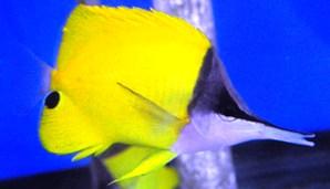 Longnose Butterflyfish