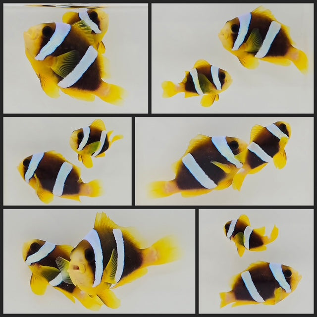 Clownfish Bonded Pair Madagascar