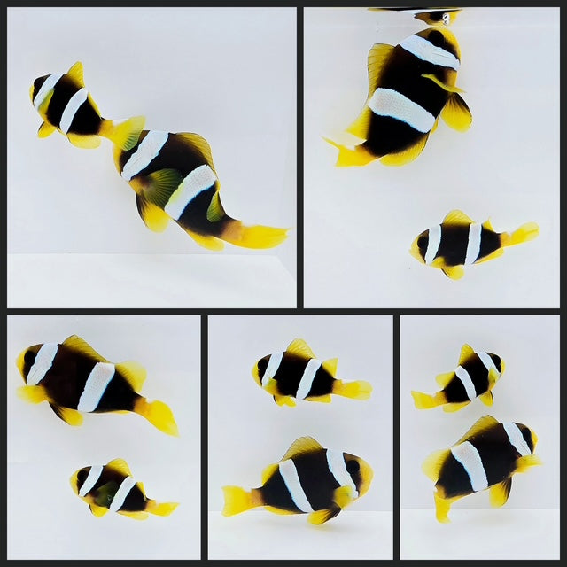 Clownfish Bonded Pair Madagascar Clarkii