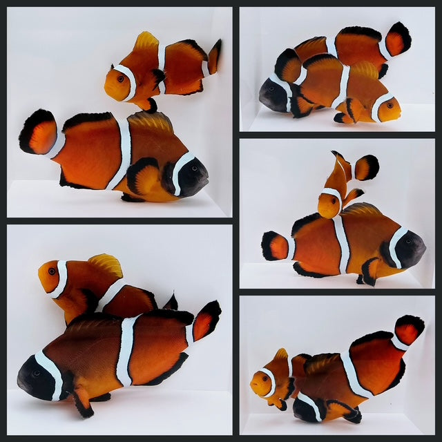 Clownfish Bonded Pair Mai Tai