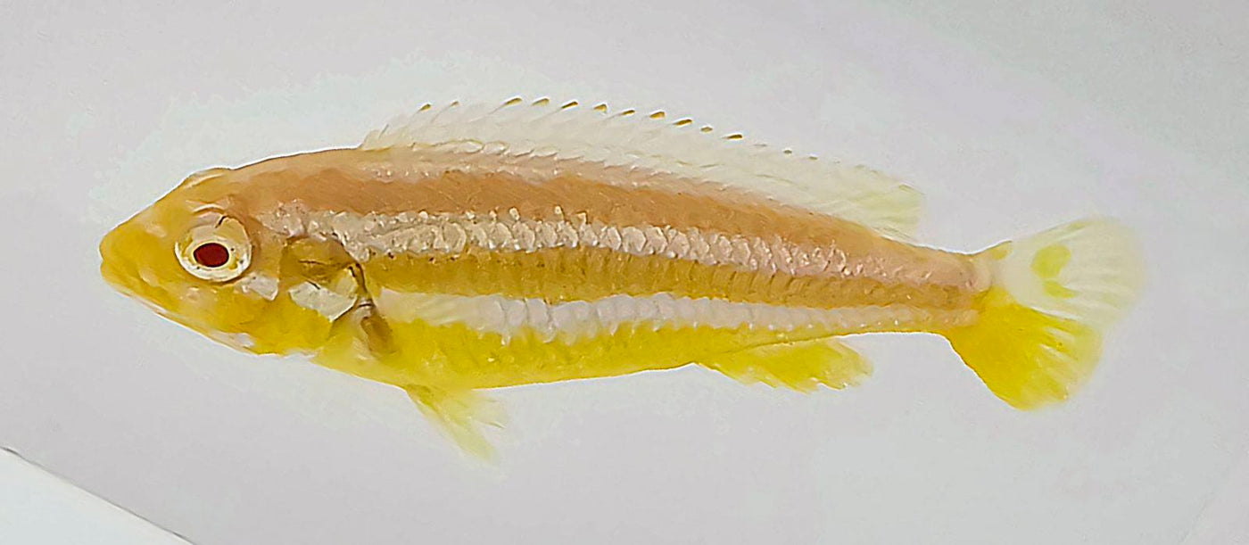 Malawi Golden Auratus Albino