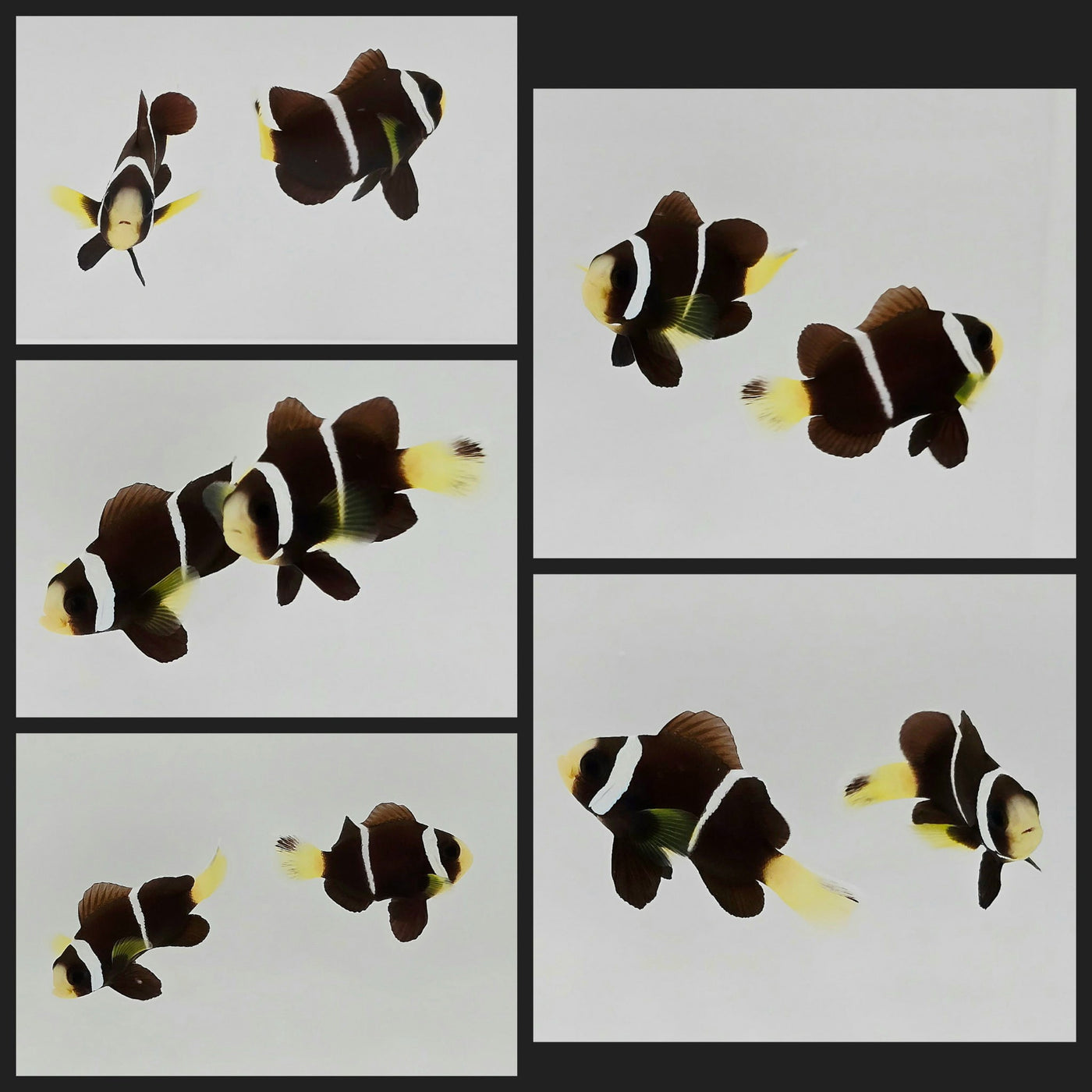 Clownfish Bonded Pair McCulloch