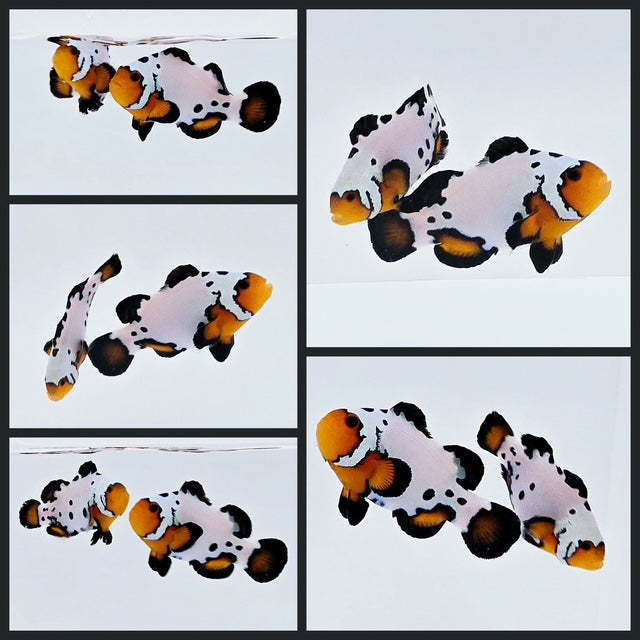 Clownfish Bonded Pair Mocha Frostbite