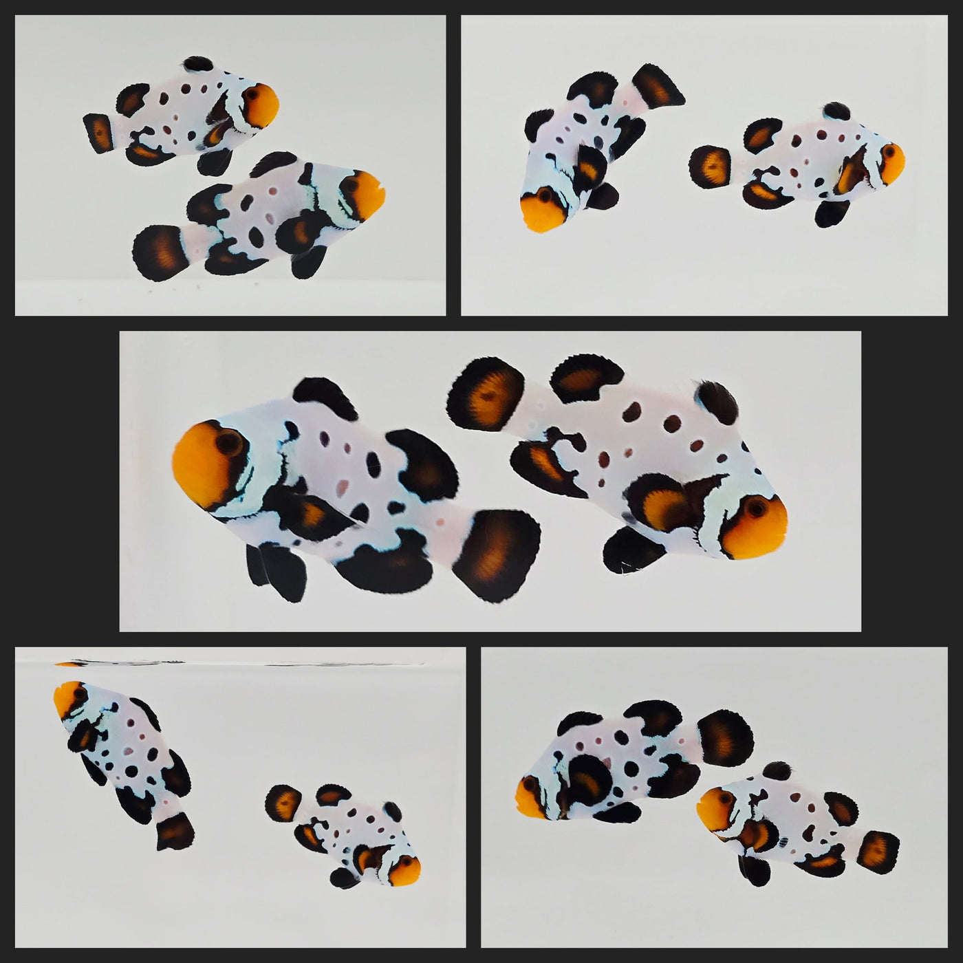 Clownfish Bonded Pair Mocha Frostbite