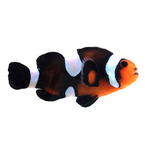 Clownfish Mocha Misbar Caramel