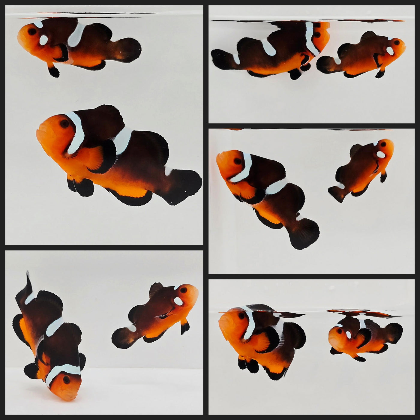 Clownfish Bonded Pair Mocha Misbar