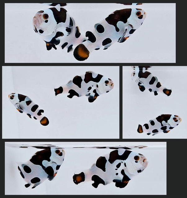 Clownfish Bonded Pair Mocha Storm