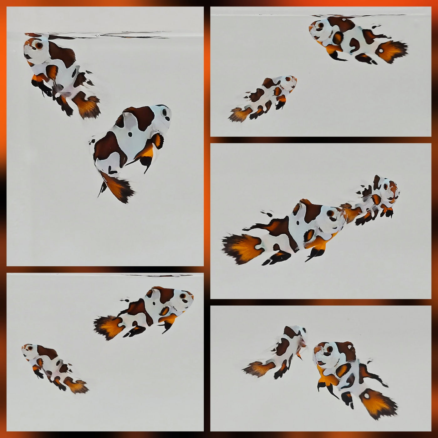 Clownfish Bonded Pair Mocha Storm Longfin