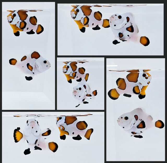 Clownfish Bonded Pair Mocha Storm
