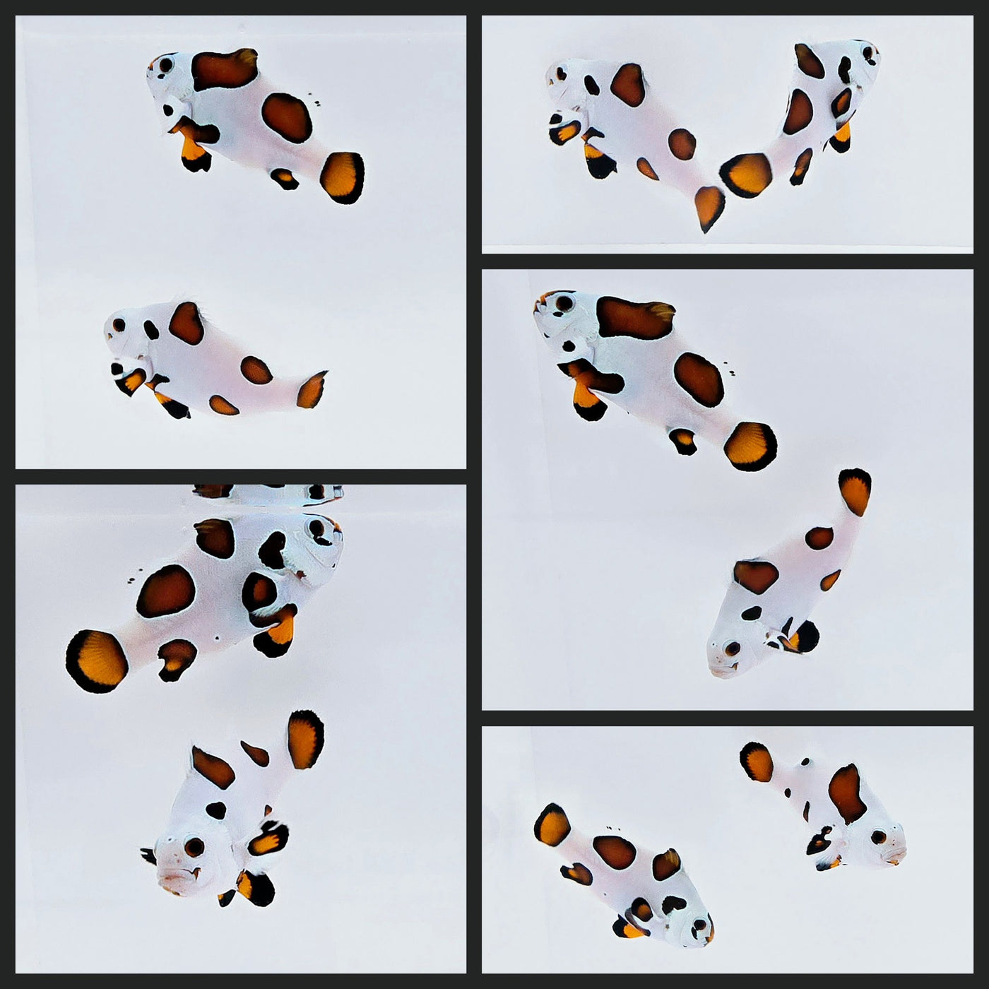 Clownfish Bonded Pair Mocha Storm