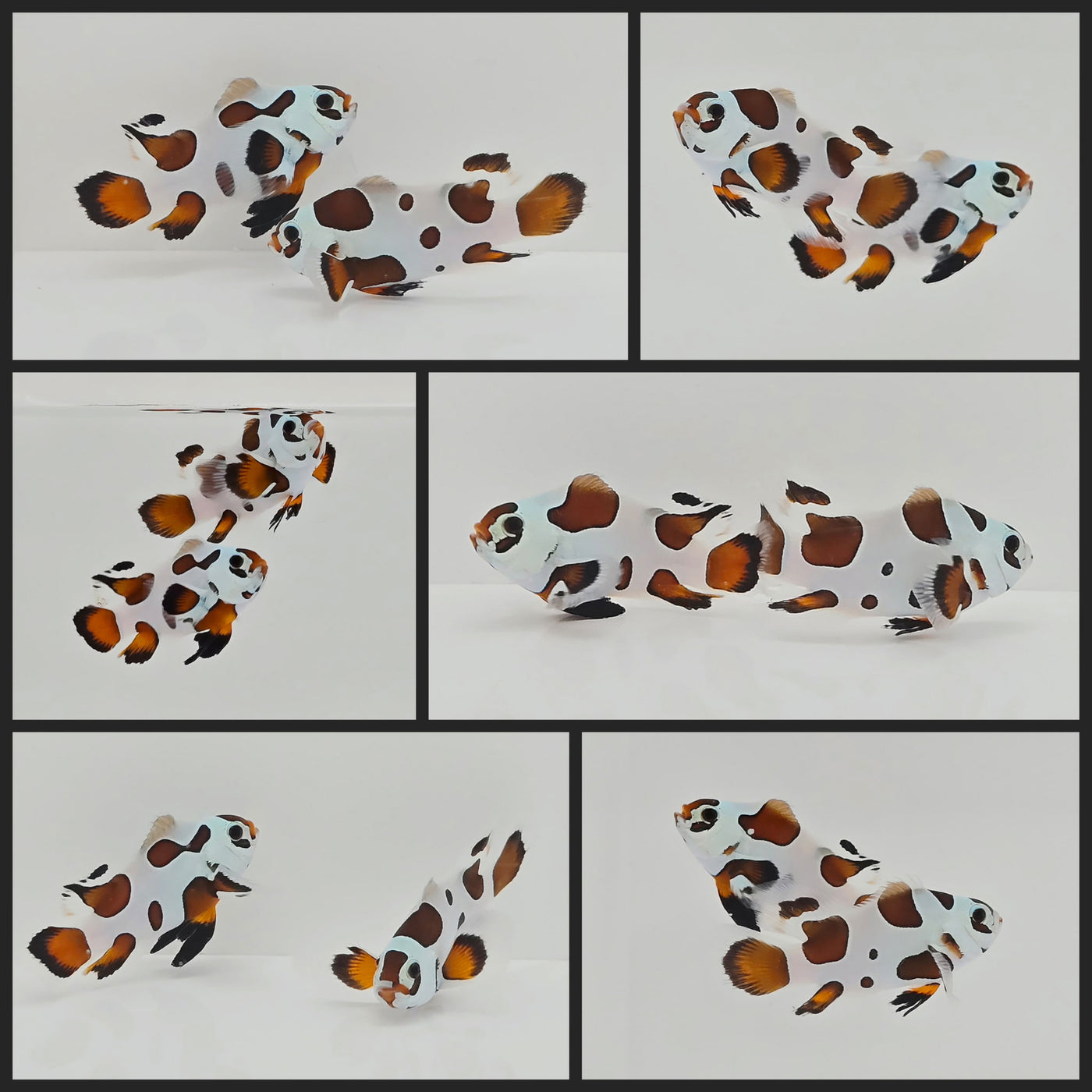 Clownfish Bonded Pair Mocha Storm Roundtail Longfin