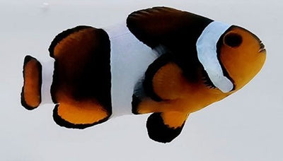 Clownfish Mochaccino