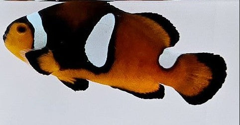 Clownfish Mochaccino Misbar