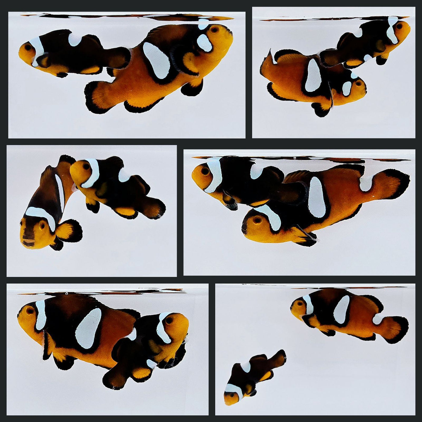 Clownfish Bonded Pair Mochaccino Misbar