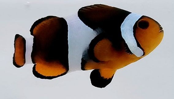 Clownfish Mochaccino
