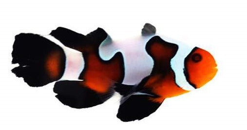 Clownfish MochaVinci Roundtail Longfin