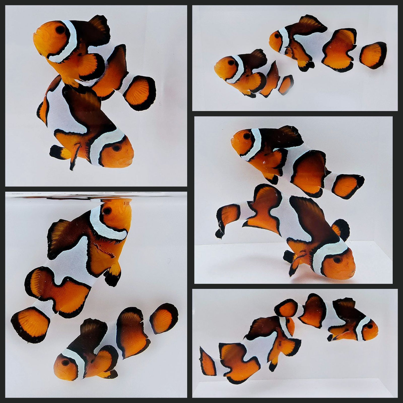 Clownfish Bonded Pair MochaVinci Semi