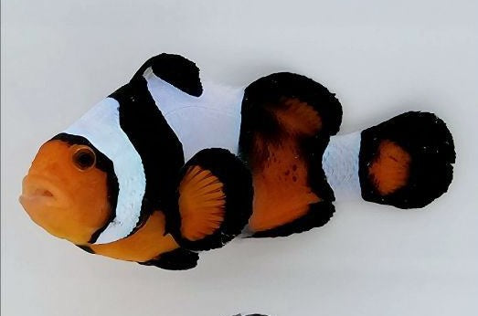 Clownfish MochaVinci Semi