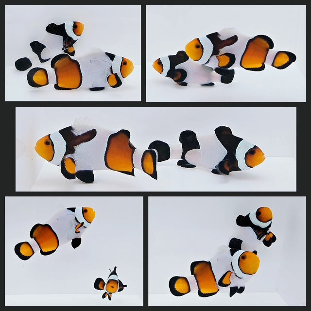 Clownfish Bonded Pair MochaVinci Smudgy