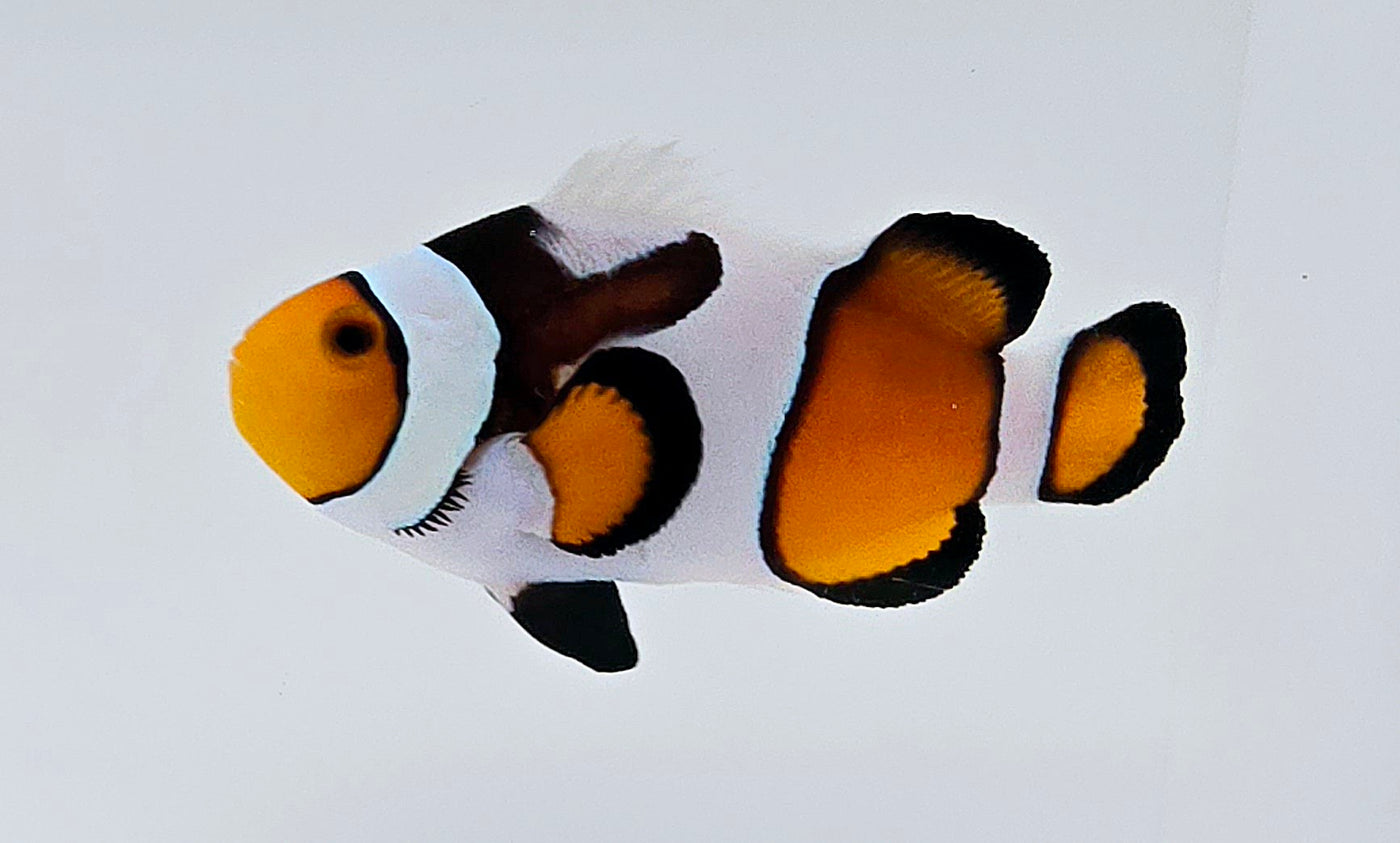 Clownfish MochaVinci Smudgy